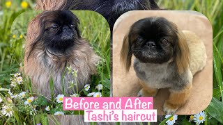 Tashi’s new haircut | #Playing at the Park | Tibetan Spaniel | Happy Dog