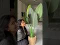 Aesthetic Room Decor Haul From Amazon Artificial Plant Traveler†S Palm 🪴 Shorts Amazonfinds Aesthetic Room Decor Haul From Amazon Artificial Plant Traveler†S Palm 🪴 Shorts Amazonfinds