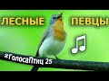 Какие птицы поют в лесу? #ГолосаПтиц 25