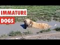 Immature Dogs | Funny Dog Video Compilation 2020