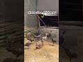 Free Stress Chickens in the Countryside | @kosomafarm #entertainment #farmlife #chicken #openfarm