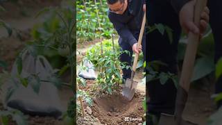 Best organic fertilizer for vegetables #farmingtips #gardeningtips