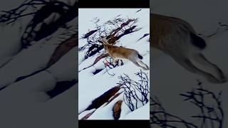 «Медленные жемчужины крупным планом – Зимний кролик»#rabbithunting#охота #snowhunting #shortvideo