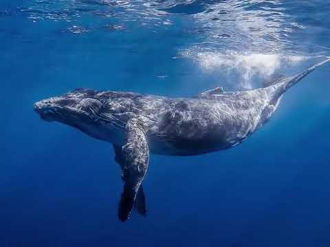 Biophony.co | Humpback Whale songs. Music for holistic relaxation hypno