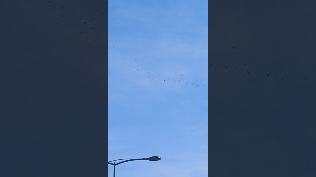 birds formation