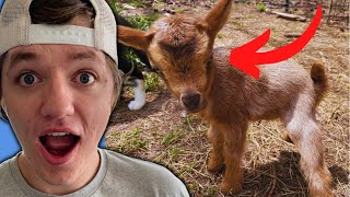 TINY BABY Goats! SMALLEST BABIES I Have  EVER Seen!!
