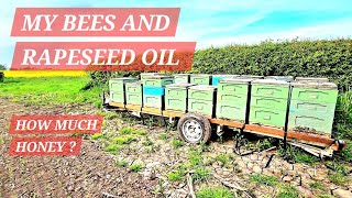 16 BEEHIVES TRAILER IN ENGLAND (CHESHIRE) Rapeseed oil and pollen traps #bees #beehive #beetrailer