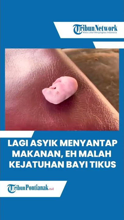 ®️ 🔴 Lagi Asyik Menyantap Makanan, Eh Malah Kejatuhan Bayi Tikus