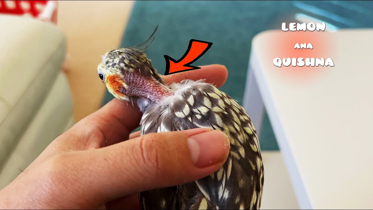 Who's the Criminal of Plucking My Pet Birds' Feathers YouTube