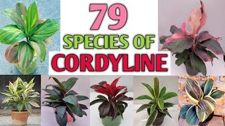 79 Cordyline Plant Varieties | Cordyline Types | Ti Plant Varieties | Plant and Planting