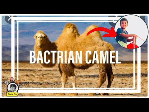 Video: Forskjellen Mellom Dromedary Og Bactrian Camel