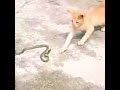 猫とヘビの戦い🐍 🐈⬛ #23