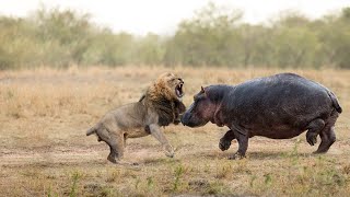 How Hippo Attack Lion In The Wild
