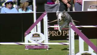 Dog Sports: Large Dog Agility Competition Presented by Pro Plan