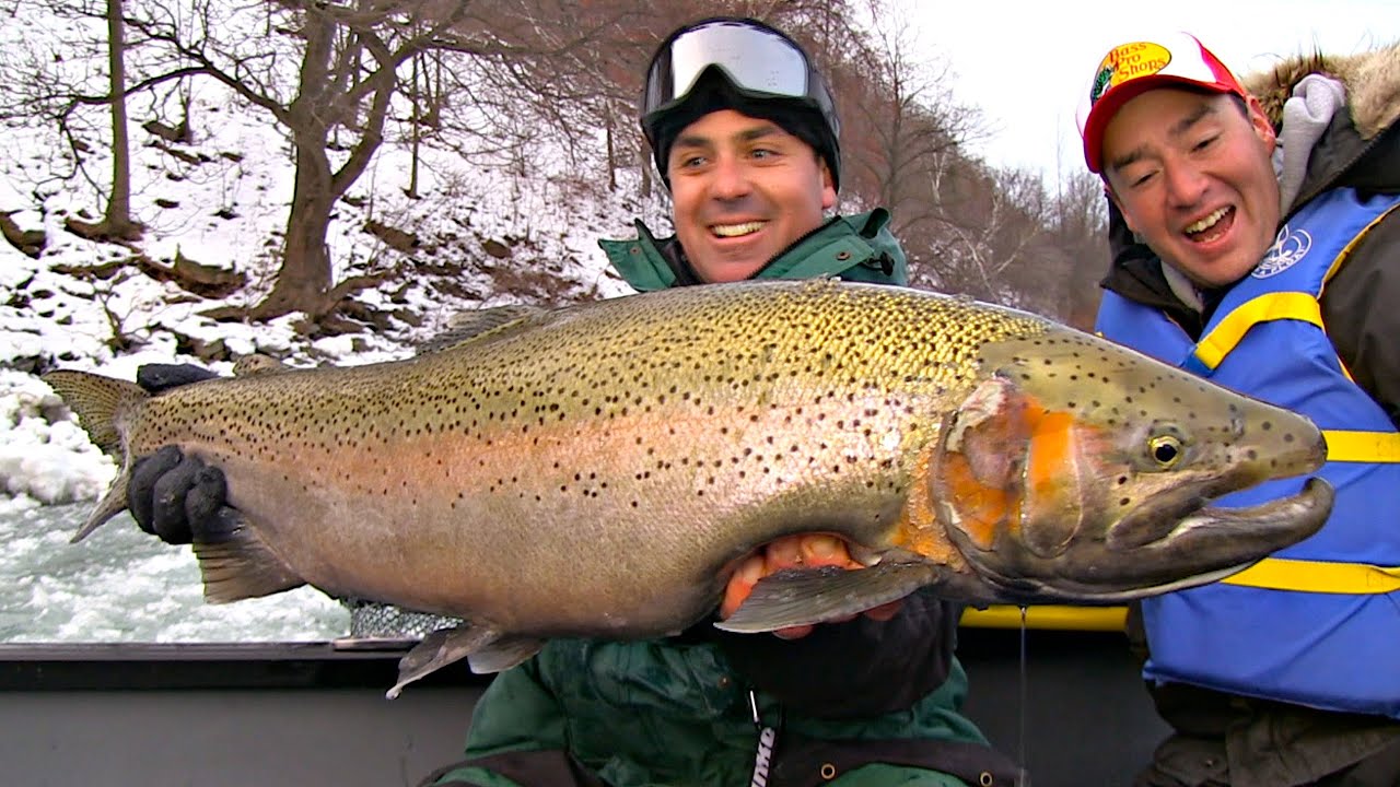 genome in rainbow trout and steelhead Descriptions a steelhead trout the steelhead, also called steelhead trout, is a species named oncorhynchus mykissa coastal rainbow trout in the anadromous form, the steelhead lives in the ocean for around 2 to 3 years before returning to freshwater to spawn. genome in rainbow trout and steelhead Descriptions a steelhead trout the steelhead, also called steelhead trout, is a species named oncorhynchus mykissa coastal rainbow trout in the anadromous form, the steelhead lives in the ocean for around 2 to 3 years before returning to freshwater to spawn.