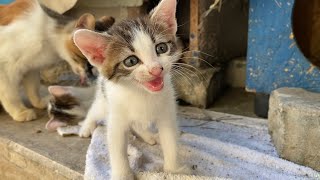 These kittens living on the street are so beautiful that you will fall in love with them.