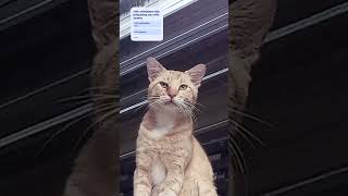 #fyp gk nih #Didi nya nguap terus ^•^