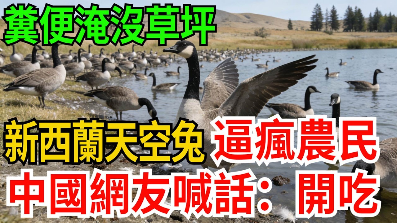 糞便淹沒草坪，新西蘭“天空兔”逼瘋農民，中國網友喊話：開吃！【觀勢經緯】#科普#世界之最 #出類拔萃 #top10#新西蘭鵝災 #加拿大鵝 #生態入侵 #治理難題 #天空兔