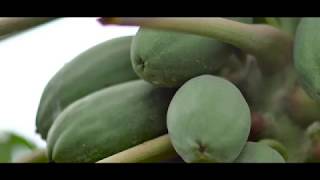 Chula Brand Papayas Produce