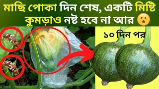 মাছি পোকা দিন শেষ, একটি মিষ্টি কুমড়াও নষ্ট হবে না আর/ মিষ্টি কুমড়া চাষ পদ্ধতি screenshot 5