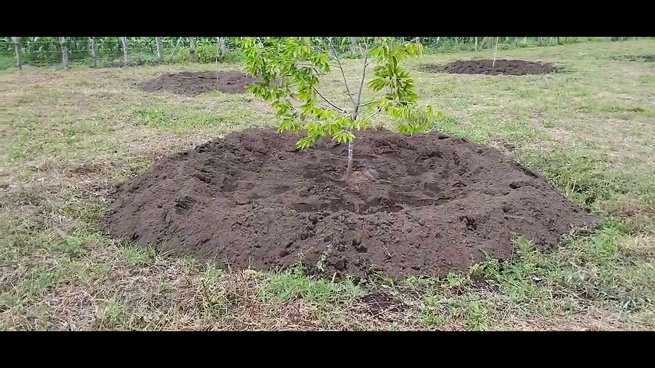 Kebun durian di tengah2 ladang jagung😍😍