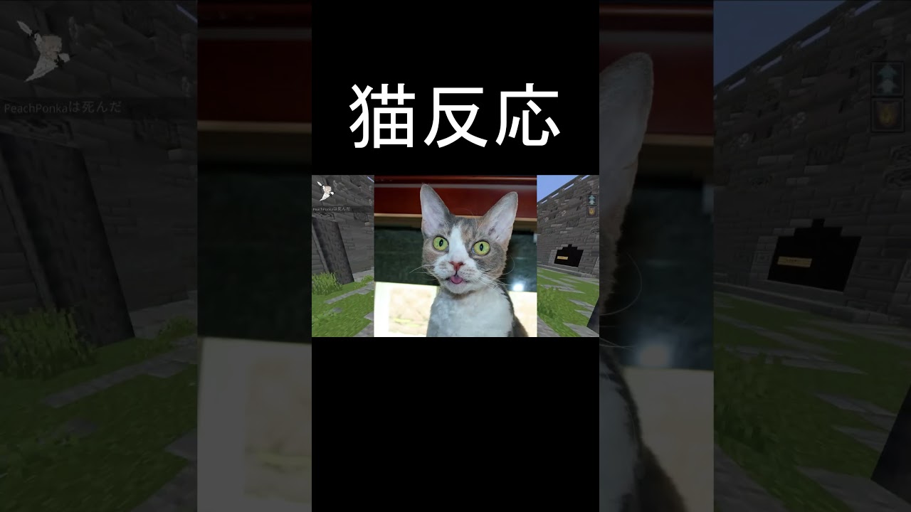 猫反応#shorts #ゲーム #ゲーム実況 #茶番 #マイクラ #マインクラフト #rpg