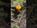Enjoy 30 Seconds of Nature:  White Mountains of New Hampshire