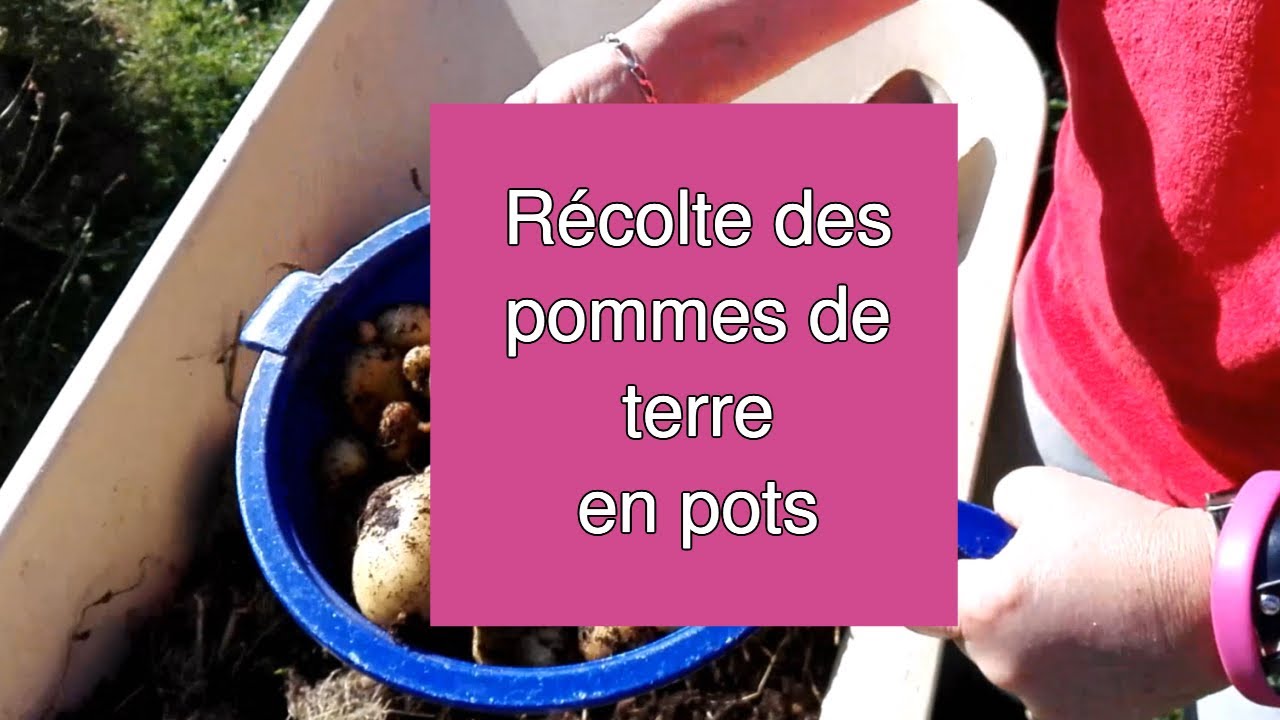 Récolte des pommes de terre en pots YouTube — free download