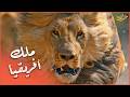 الأسد الذي لم يرحم حتى صغاره المرعب سيكيكاما الأسد الذي لم يرحم حتى صغاره المرعب سيكيكاما