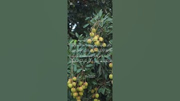 سورة التين فيصل الرشيد