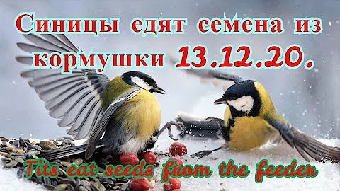 Синицы кушают семечки из кормушки 13.12.2020. | Tits eat seeds from the feeder.