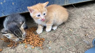 Hungry Kittens living on the street. These kittens are incredibly beautiful.