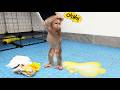Funny best🤣 Baby monkey has big problems eating sweet potatoes!
