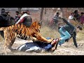 Crazy Tiger Chase Car Attack Passerby And Other Animals - Wild Animal Crazy Moment