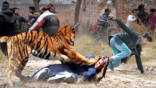 Crazy Tiger Chase Car Attack Passerby And Other Animals - Wild Animal Crazy Moment