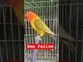 Dun Fallow | #dunfallowlovebird