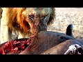 Three magnificent male lions feeding on a buffalo at sunrise in Lower Zambezi NP- 240718