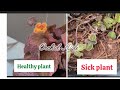 Episcia|Flame violet|സുന്ദരിയാണ്, പക്ഷേ attitude കൂടുതലാണ് 😅🌿|Orchidaisle