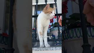 Part 32! A friendly orange cat? It's an amazing discovery 😻
