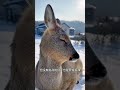 #动物世界 #动物解说 #关于动物世界的故事