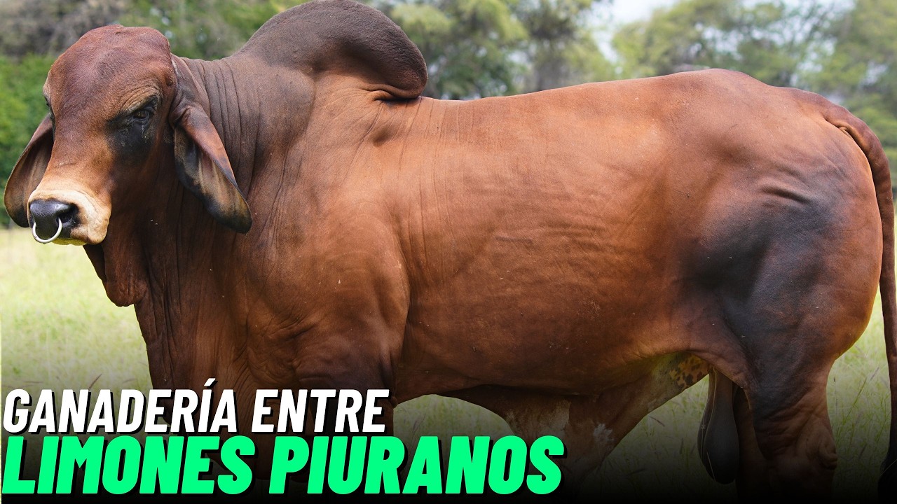 Entre LIMONES y GANADERÍA en el bosque seco ecuatorial,  la experiencia de GANADERÍA  