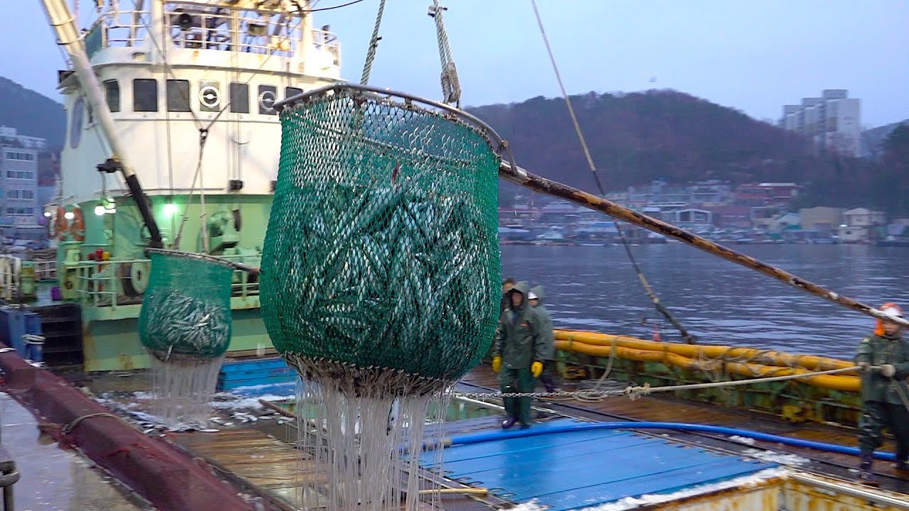 ⁣process of mass-producing pickled mackerel (shimesaba). Korean seafood factory