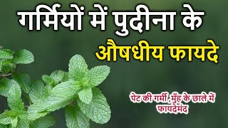 गर्मियों में पुदीना खाने के 7 फायदे , पेट की गर्मी शांत करे -  Mint Benefits in Summer.