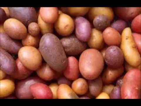 Potatoes (Funniest Quiz Answer Ever) - (no, really, it is)!!! - YouTube