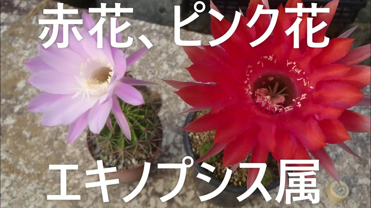 サボテンと遊ぼう 赤花、ピンク花 エキノプシス属 - YouTube