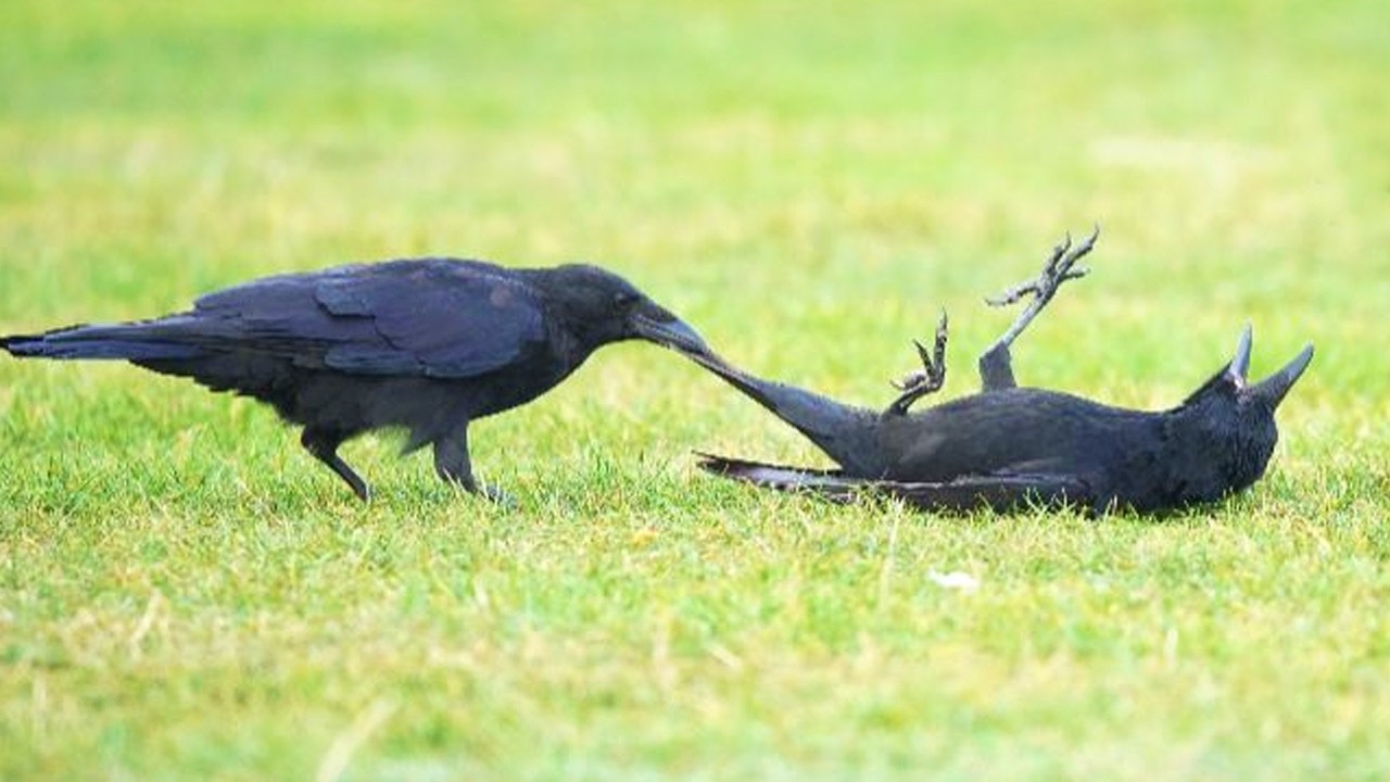 200 IQ Smart CROWS Being Absolutely Hilarious! 🐦 ⬛🤣 Funniest Animals Caught on Camera