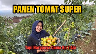 Download Lagu TOMATNYA SUPER TAPI HARGANYA BIKIN KLENGER😭 MP3 Download Lagu TOMATNYA SUPER TAPI HARGANYA BIKIN KLENGER😭 MP3