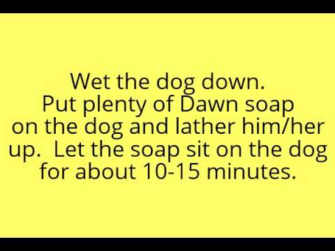 Dog Ticks gone with Dawn Dish Soap - YouTube