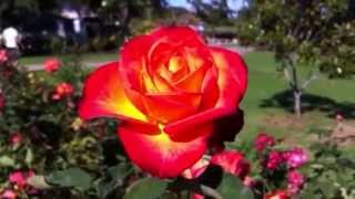 mas rosas mundo las del bellas