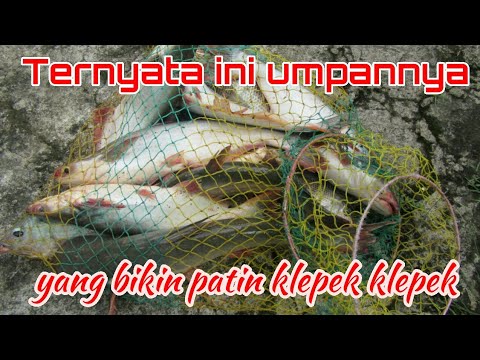 Umpan Ikan Patin (Part - 1)